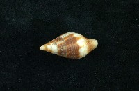 藏品(縱斑筆螺)的圖片